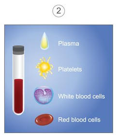 Illustration of blood in a tube, and the parts of the blood: plasma, platelets, white blood cells and red blood cells.