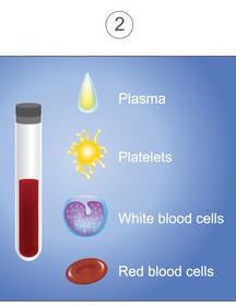 Illustration of blood in a tube, and the parts of the blood: plasma, platelets, white blood cells and red blood cells.