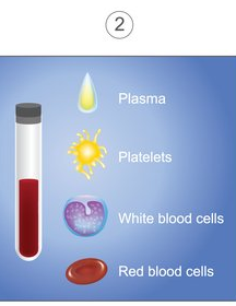 Illustration of blood in a tube, and the parts of the blood: plasma, platelets, white blood cells and red blood cells.